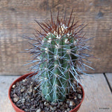 D6784 COPIAPOA COQUIMBANA pot10-H10-W5 cm MaMa Cactus Green Plant