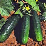 CUCUMBER SEED, STRAIGHT EIGHT, HEIRLOOM,  NON GMO, 50+ SEEDS, GARDEN Garden Plants