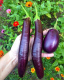 EGGPLANT LONG PURPLE 50 SEEDS FRESH FOR GARDENS Garden Plants