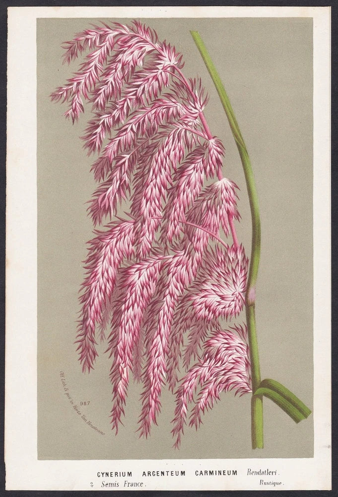 pampas grass American pampas grass botanical botany houtte litho Pampas Grass