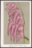 pampas grass American pampas grass botanical botany houtte litho Pampas Grass