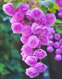 Weeping Begonia Flower Bulbs Magenta | Pack of 2 | Easy Grow Flowering Plants