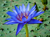 10 EGYPTIAN BLUE WATER LILY SEEDS -  Nymphaea Caerulea Lily