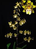 (503-4)  Onc.Dorothy Wilson 'Golden Gate'    FS Orchids