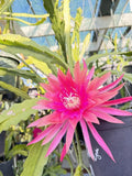 KIWI DEDICATION Epiphyllum Orchid Cactus Succulents Orchids