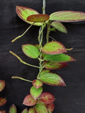 New Hoya nicholsoniae sp papua rare hoya house plant Green Plant