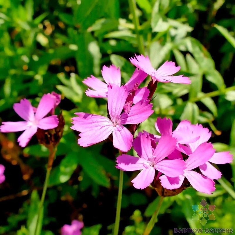 200+ Carthusian Pink Carnation Seeds for Garden Planting - USA - FREE SHIPPING! Garden Plants