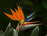 CRANE FLOWER PLANT, Strelitzia Reginae flowering Bird of Paradise seed 15 seeds Flowering Plants