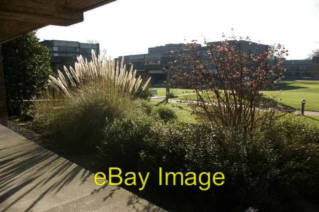 Photo 6x4 Churchill College shrubbery High Cross/TL4259 The pampas grass c2008 Pampas Grass