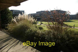 Photo 6x4 Churchill College shrubbery High Cross/TL4259 The pampas grass c2008 Pampas Grass