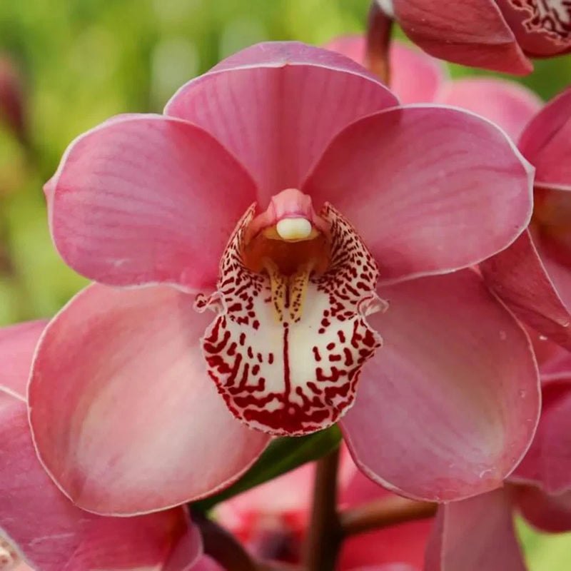 Pink cymbidium orchid flower with speckled labellum and textured throat