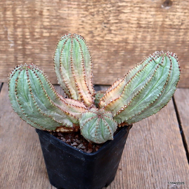 Multihead Euphorbia succulent cactus in small black pot, spined green stems