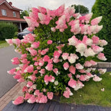 Pink and White Hydrangea Seeds Cone Bloom Variety for Garden Borders NYGardenia Hydrangea