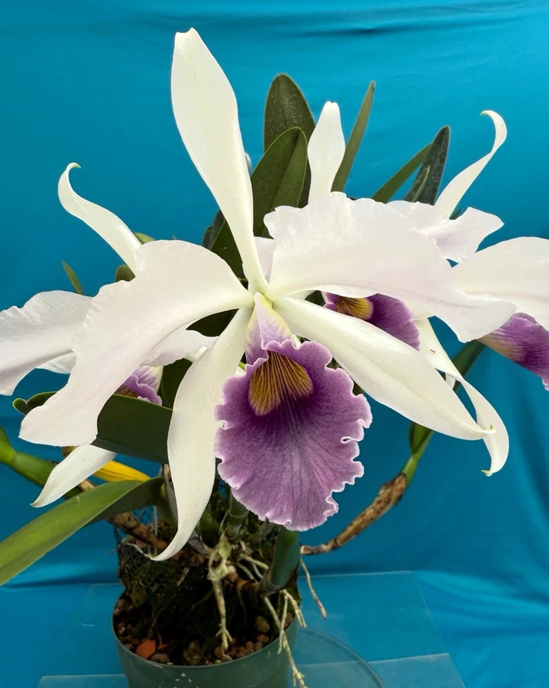 White and purple orchid flower in a small pot with green leaves