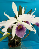 Cattleya C. G. Roebling X Sincomedia Coerulea Fragrant Orchid Eros Hybrid 7Ó Pot Orchids