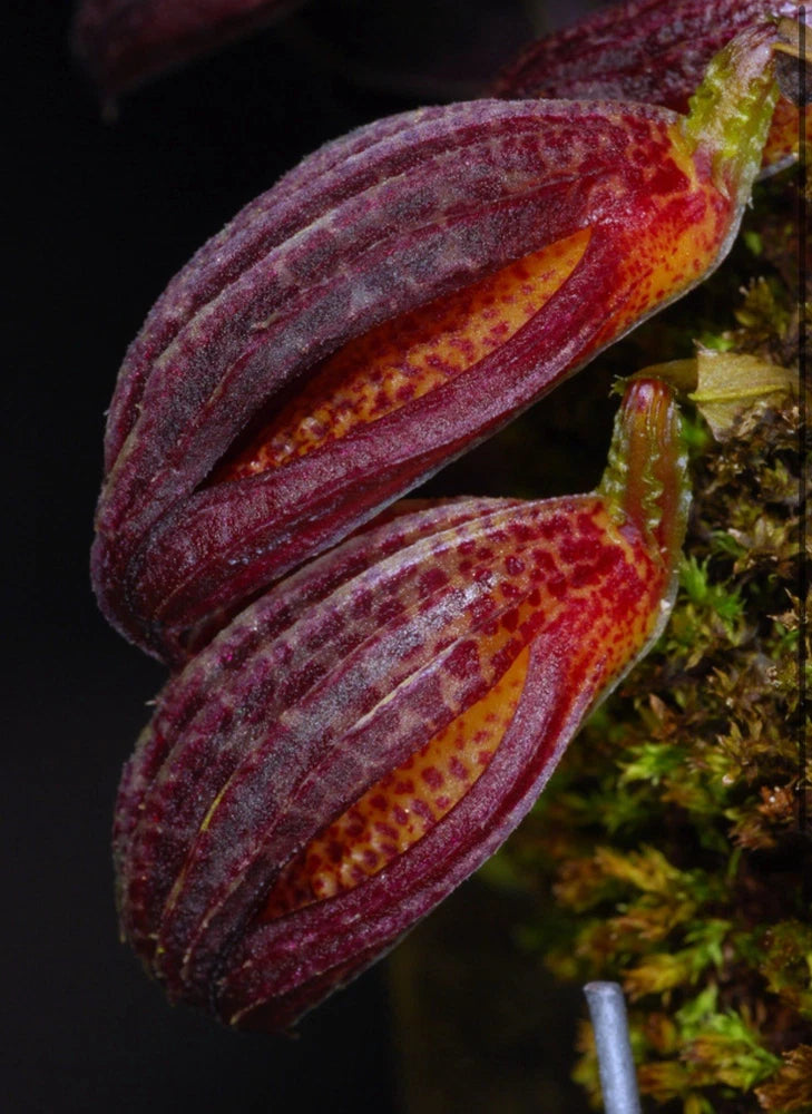 Zootrophion dayanum Orchids