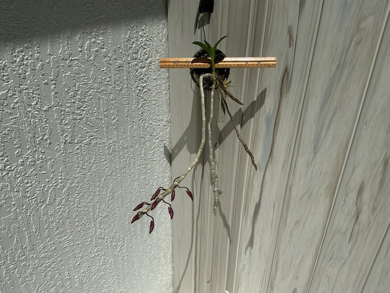 Many-bloom orchid with long hanging stems and slender green leaves, in clear pot