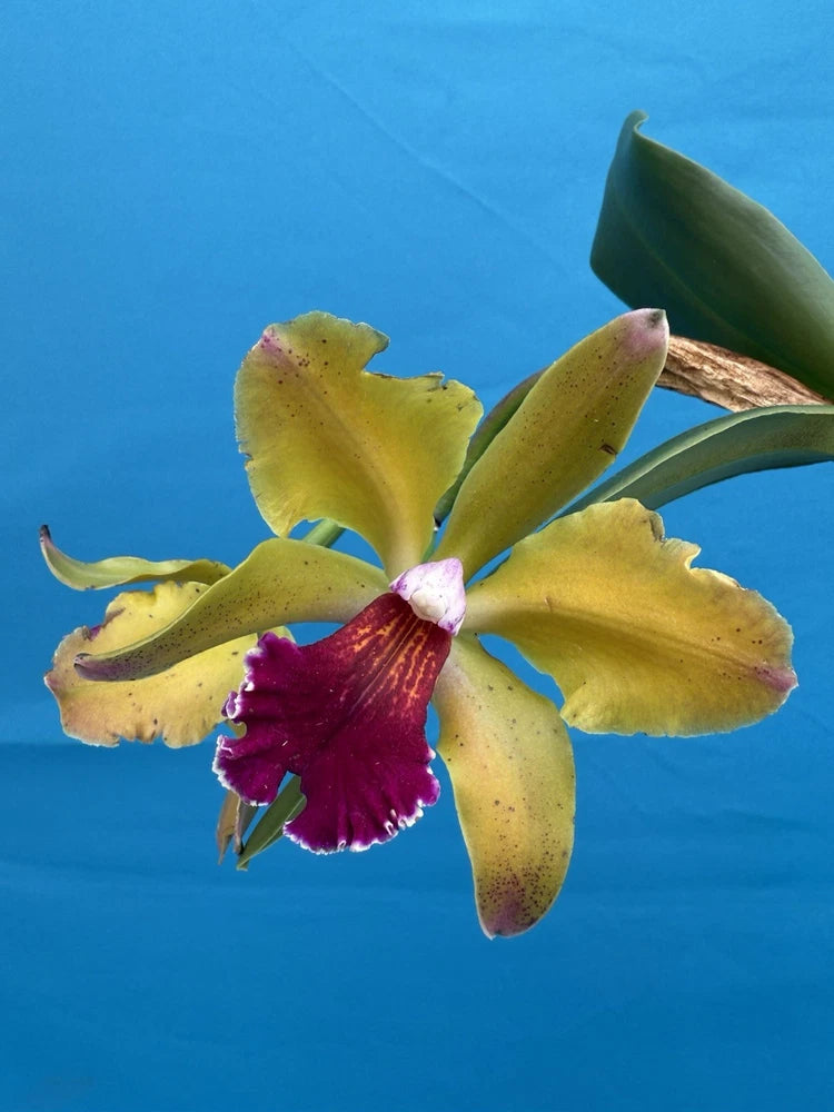 Yellow and purple orchid flower with curved petals and dark center