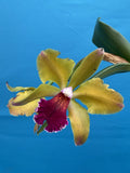 Cattleya bicolor X Rlc Mem. Helen Brown ÔShowpieceÕ Orchid Eros Hybrid BS 7Ó Pot Orchids