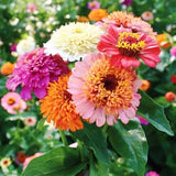 100+ Scabiosa Flowered Mix Zinnia Seeds for Garden - USA - FREE SHIPPING! Garden Plants