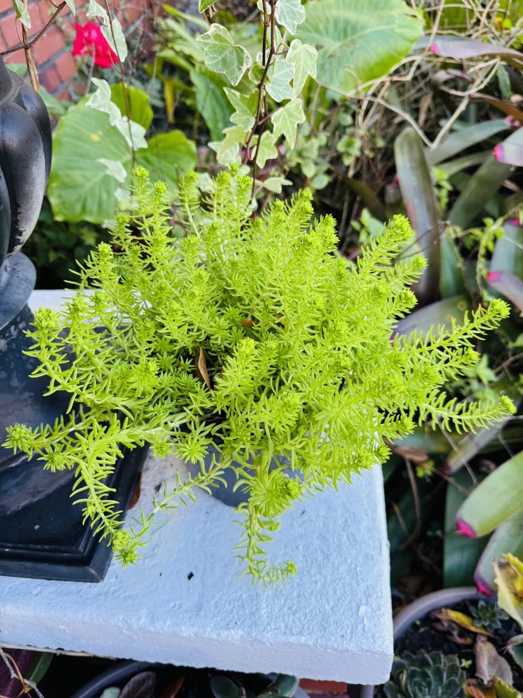 Angelina sedum succulent with bright chartreuse trailing foliage in light gray planter