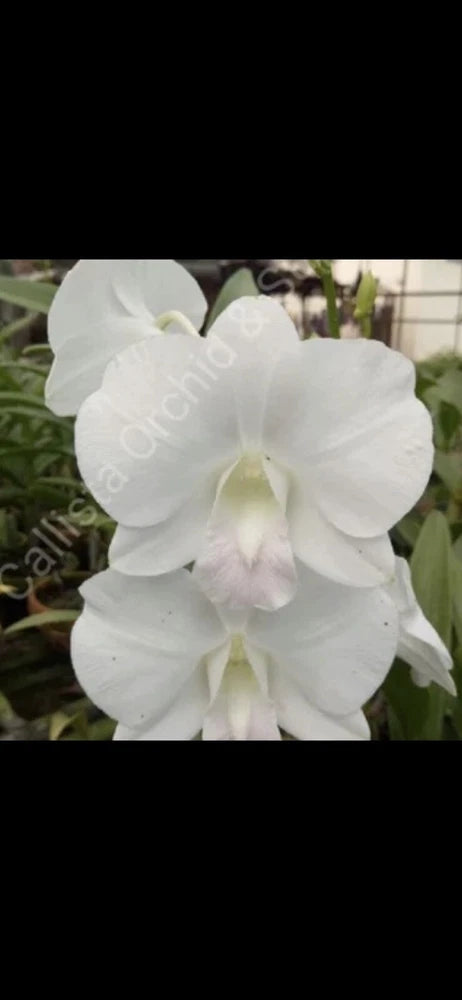 Dendrobium Samila Orchid Seedling 3 inch pot Orchids