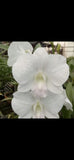 Dendrobium Samila Orchid Seedling 3 inch pot Orchids