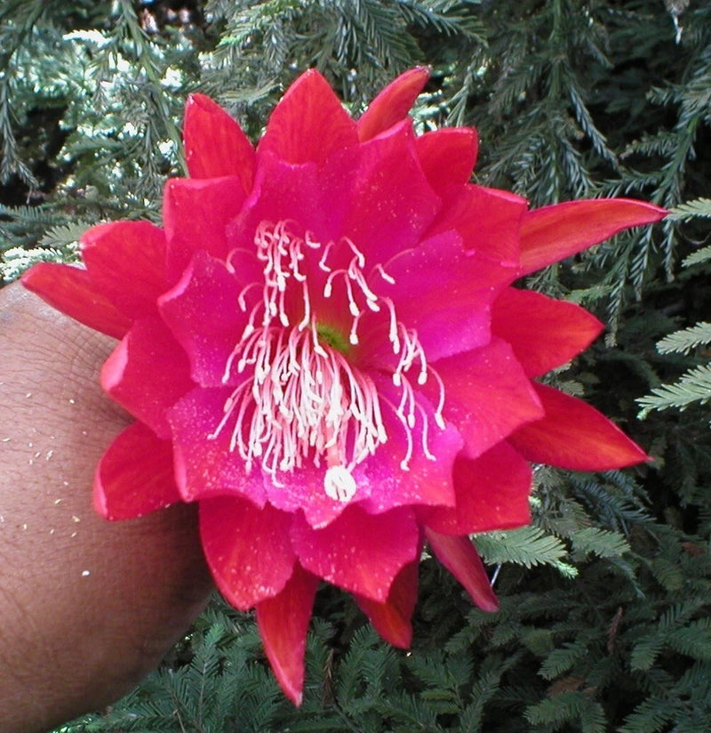 Pink orchid cactus flower with white stamens