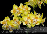In spike to flowering. Fragrant, Peloric flower. Phalaenopsis Norman's Yellow Ba Orchids