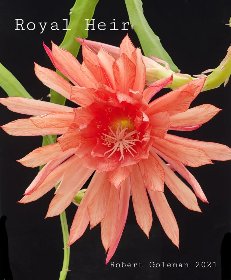 Orchid cactus cutting with coral-pink star-shaped flower and green stem