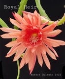 Epiphyllum 'Royal Heir' Unrooted Cutting - Rare Orchid Cactus - Beautiful! Orchids