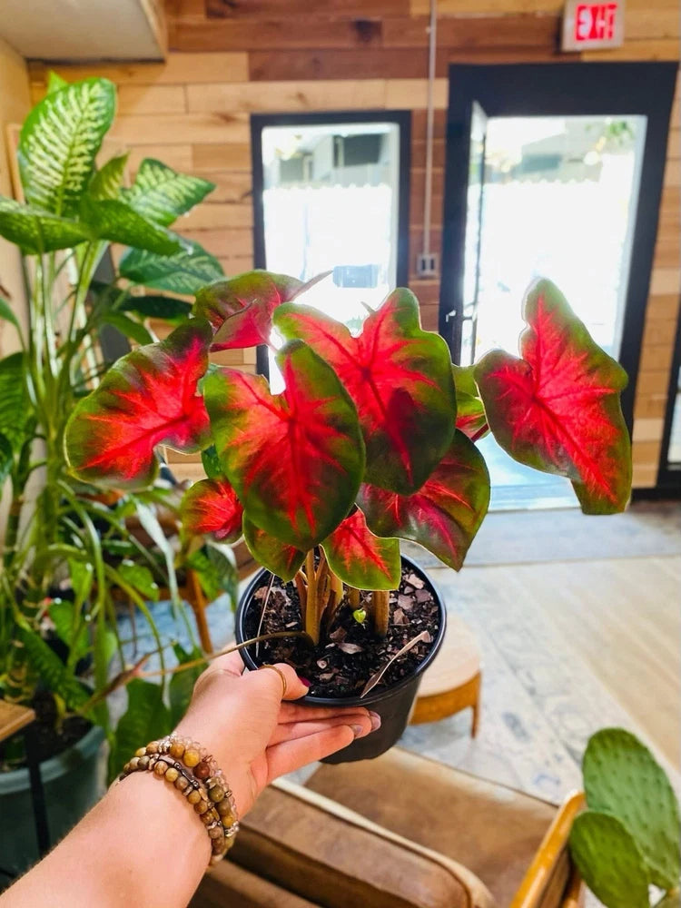 Caladium bicolor plant in a black pot with red, green, and spotted leaves