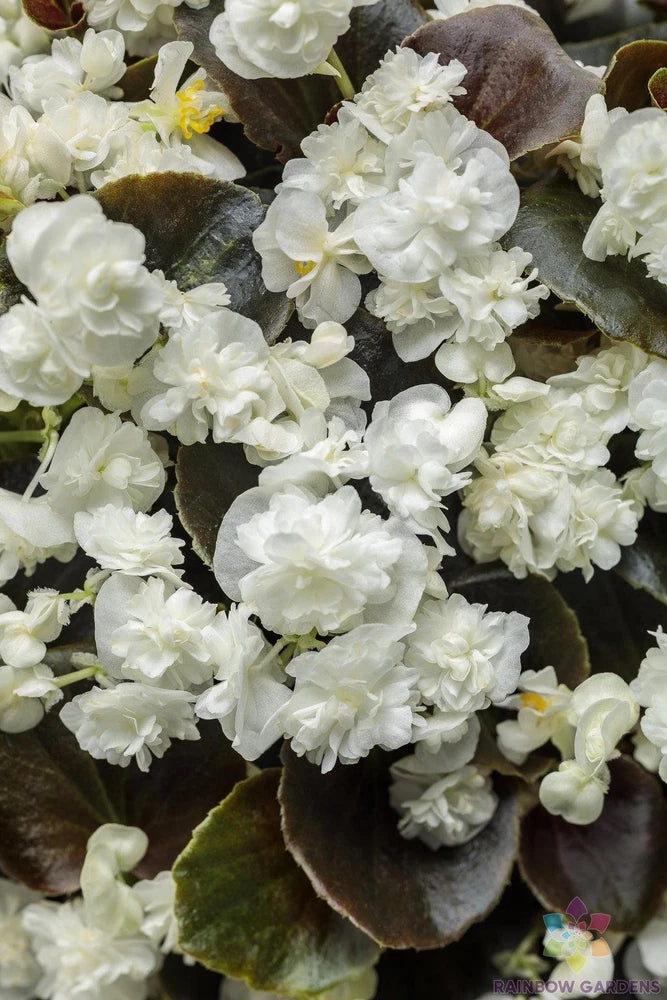 25+ Double Up White Begonia Seeds for Garden Planting - USA - FREE SHIPPING! Garden Plants