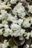 25+ Double Up White Begonia Seeds for Garden Planting - USA - FREE SHIPPING! Garden Plants
