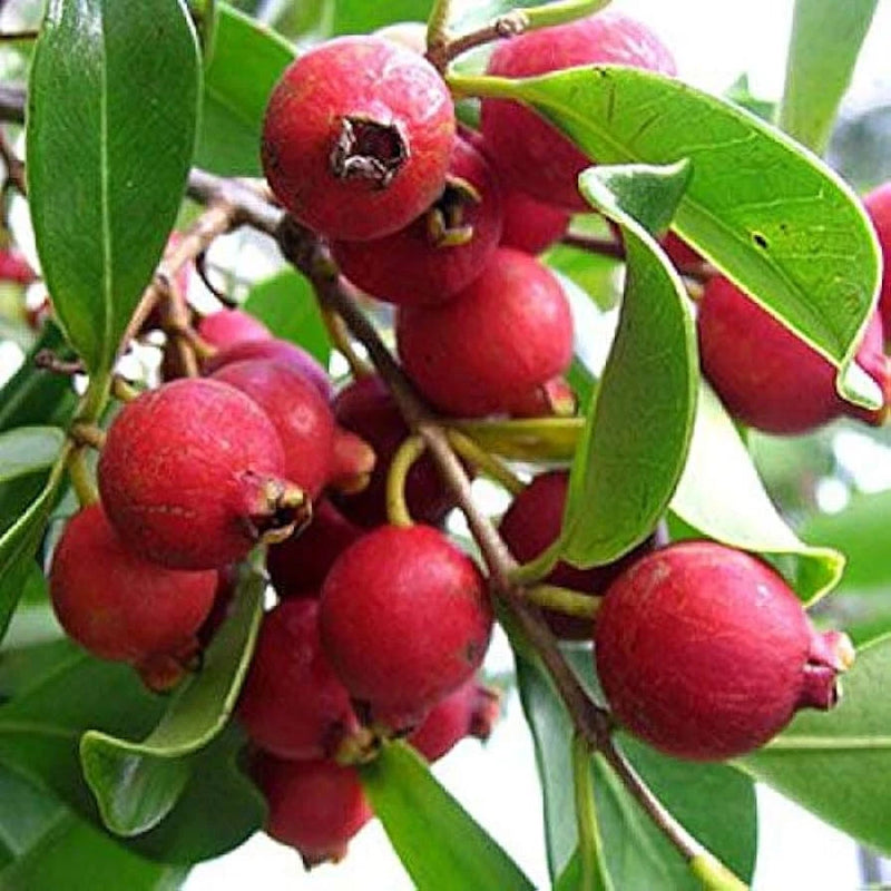 50+ Strawberry Guava Seeds for Garden Planting - USA - FREE SHIPPING! Garden Plants