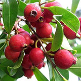 50+ Strawberry Guava Seeds for Garden Planting - USA - FREE SHIPPING! Garden Plants