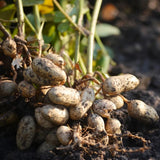 100 pcs Peanut Seeds for Planting.  Raw Virginia Peanuts Seed for Home Garden Garden Plants
