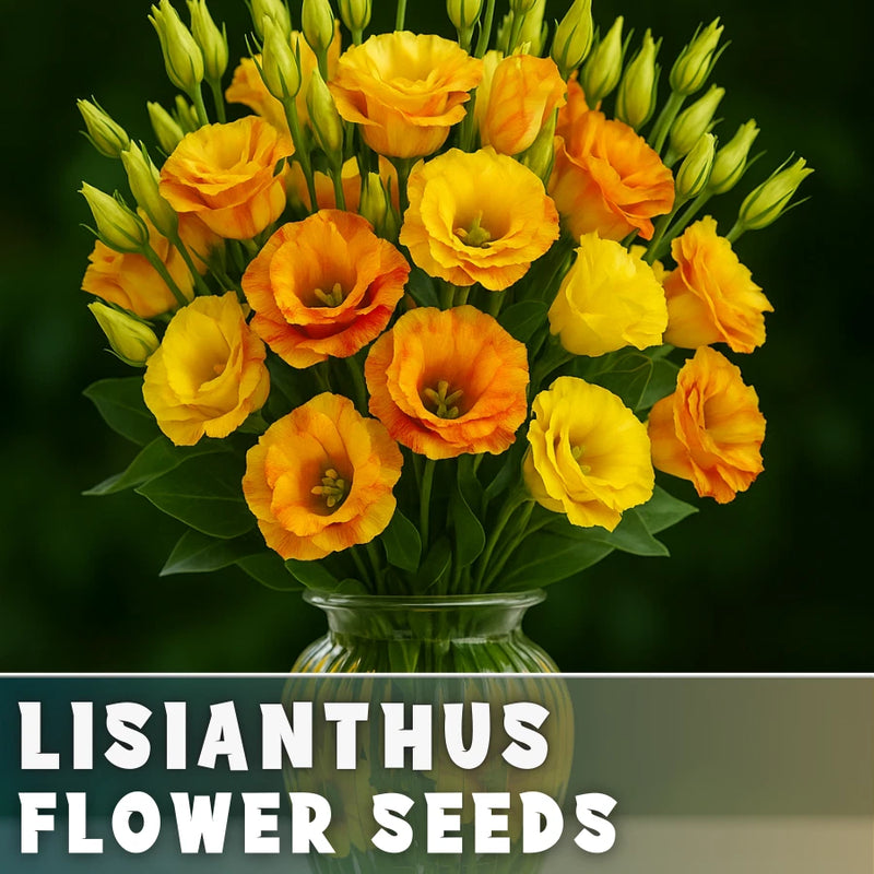 Peachy Lisianthus Seeds - 100 Seeds Garden Bloom Flower Seed Non Gmo Garden Plants