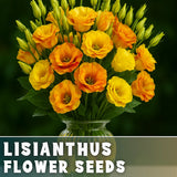 Peachy Lisianthus Seeds - 100 Seeds Garden Bloom Flower Seed Non Gmo Garden Plants