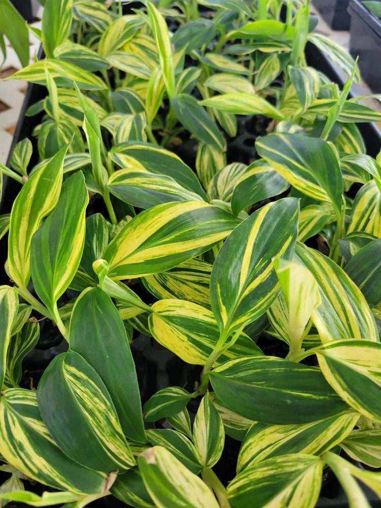 Variegated ginger orchid plant with long green and yellow striped leaves