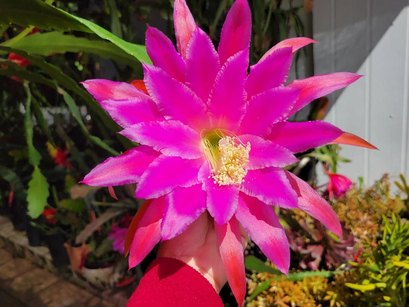 Epiphyllum orchid cutting with bright pink and magenta star flower and yellow center