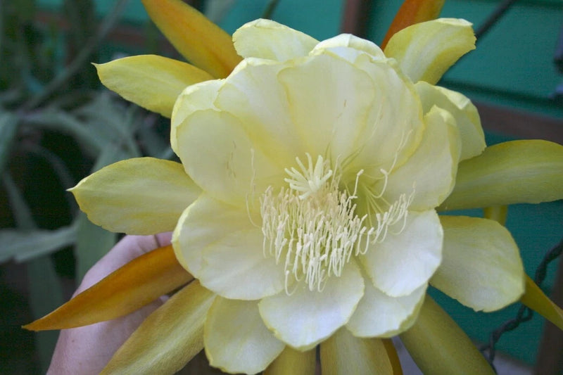 Orchid cactus flower with pale yellow petals and white central stamens
