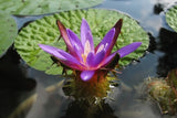 Euryale Ferox 5 Seeds, Prickly Water Lily Aquatic Pond Makhana Edible Fox Nut Lily