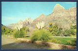 Pampas Grass in Zion National Park, Utah Pampas Grass