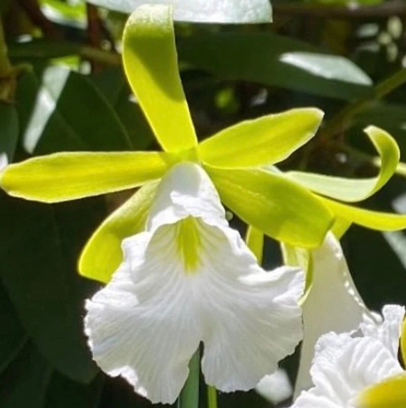 Orchid flower with white ruffled petals and yellow-green sepals