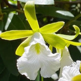 Encyclia  mariae RARE SPECIES Orchids