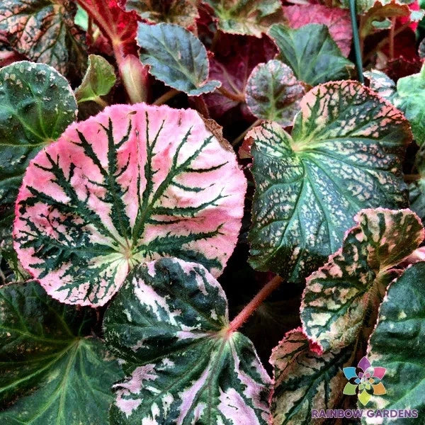 25+ Midnight Sun Begonia Seeds for Garden Planting - USA - FREE SHIPPING! Garden Plants