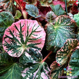 25+ Midnight Sun Begonia Seeds for Garden Planting - USA - FREE SHIPPING! Garden Plants