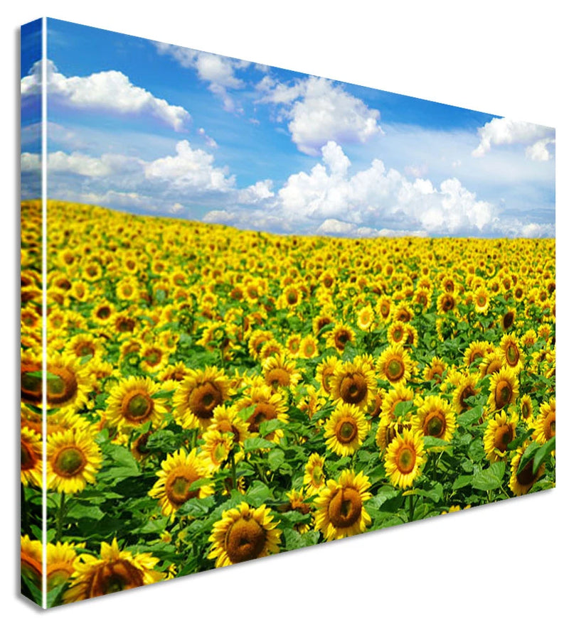 Sunflower field canvas wall art with yellow blooms and blue sky