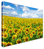 Sunflower Field Yellow Floral Flower Canvas Wall Art Picture Print Sunflower